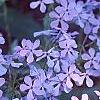 Phlox divaricata, flowers