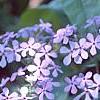 Phlox divaricata, flowers