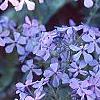 Phlox divaricata, flowers