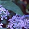 Phlox divaricata, flowers