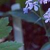 Phlox divaricata, flowers