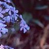 Phlox divaricata, flowers