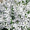 Phlox divaricata 'Dirigo Ice', habit