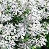 Phlox divaricata 'Dirigo Ice', habit