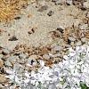 Phlox divaricata 'Dirigo Ice', habit