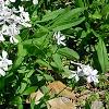 Phlox divaricata 'Dirigo Ice', habit