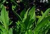 Phlox divaricata 'Dirigo Ice', habit