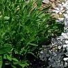 Phlox divaricata 'Dirigo Ice', habit