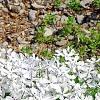 Phlox divaricata 'Dirigo Ice', habit
