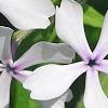 Phlox divaricata 'Dirigo Ice', flowers