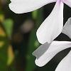 Phlox divaricata 'Dirigo Ice', flowers