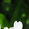 Phlox divaricata 'Dirigo Ice', flowers