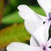 Phlox divaricata 'Dirigo Ice', flowers