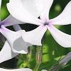 Phlox divaricata 'Dirigo Ice', flowers