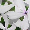Phlox divaricata 'Dirigo Ice', flowers