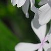 Phlox divaricata 'Dirigo Ice', flowers