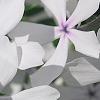 Phlox divaricata 'Dirigo Ice', flowers