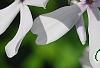 Phlox divaricata 'Dirigo Ice', flowers