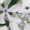 Phlox divaricata 'Dirigo Ice', flowers