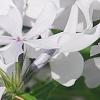 Phlox divaricata 'Dirigo Ice', flowers