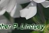 Phlox divaricata 'Dirigo Ice', flowers