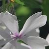 Phlox divaricata 'Dirigo Ice', flowers