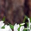 Phlox divaricata 'Fuller's White', flowers