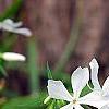 Phlox divaricata 'Fuller's White', flowers