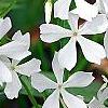 Phlox divaricata 'Fuller's White', flowers