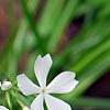 Phlox divaricata 'Fuller's White', flowers