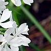 Phlox divaricata 'Fuller's White', flowers