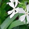 Phlox divaricata 'Fuller's White', flowers
