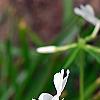Phlox divaricata 'Fuller's White', flowers