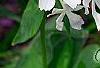 Phlox divaricata 'Fuller's White', flowers