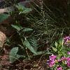 Phlox glaberrima, habit