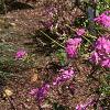 Phlox glaberrima, habit