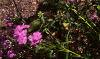 Phlox glaberrima, habit