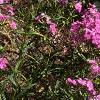 Phlox glaberrima, habit