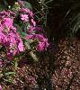 Phlox glaberrima, habit