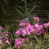 Phlox glaberrima, habit