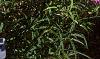 Phlox glaberrima, habit