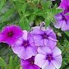 Phlox 'USPLX60306', habit