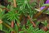 Phlox 'USPLX60306', habit