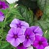 Phlox 'USPLX60306', habit