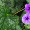Phlox 'USPLX60306', habit