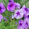 Phlox 'USPLX60306', habit