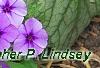 Phlox 'USPLX60306', habit