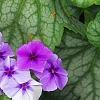 Phlox 'USPLX60306', habit