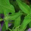 Phlox 'USPLX60306', flowers