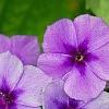 Phlox 'USPLX60306', flowers